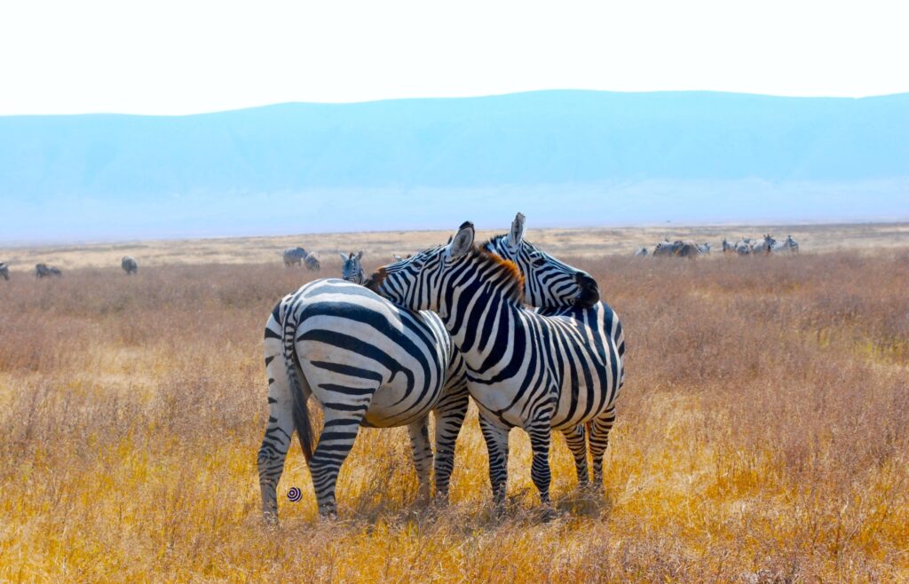 Two zebras in an embrace, leaning their heads on each other